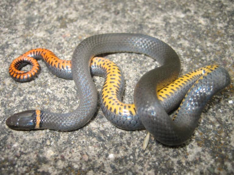 Culebra-Collar