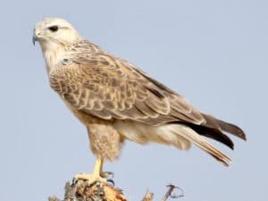 aguila