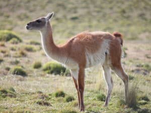 guanaco