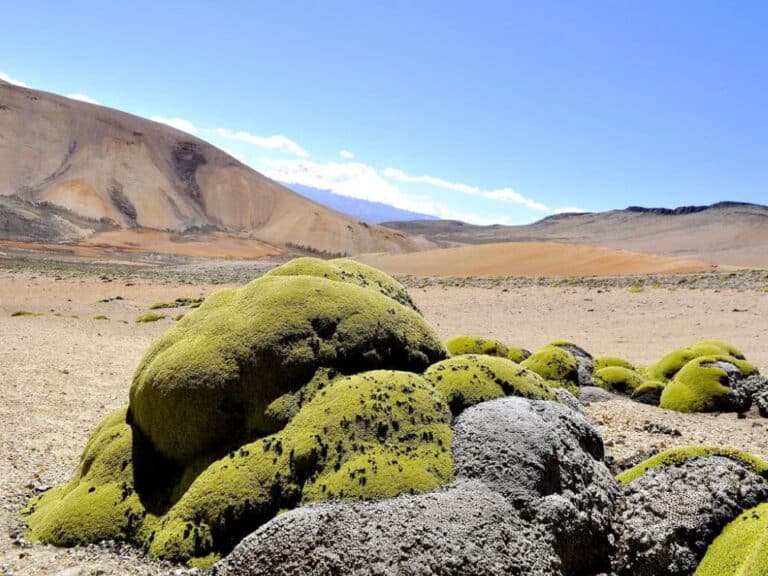 yareta